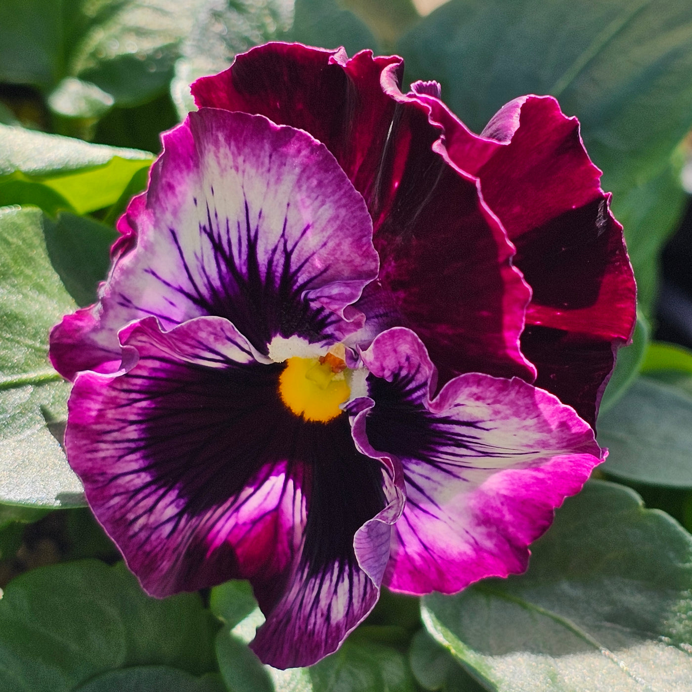 Pansy | Raspberry Mix