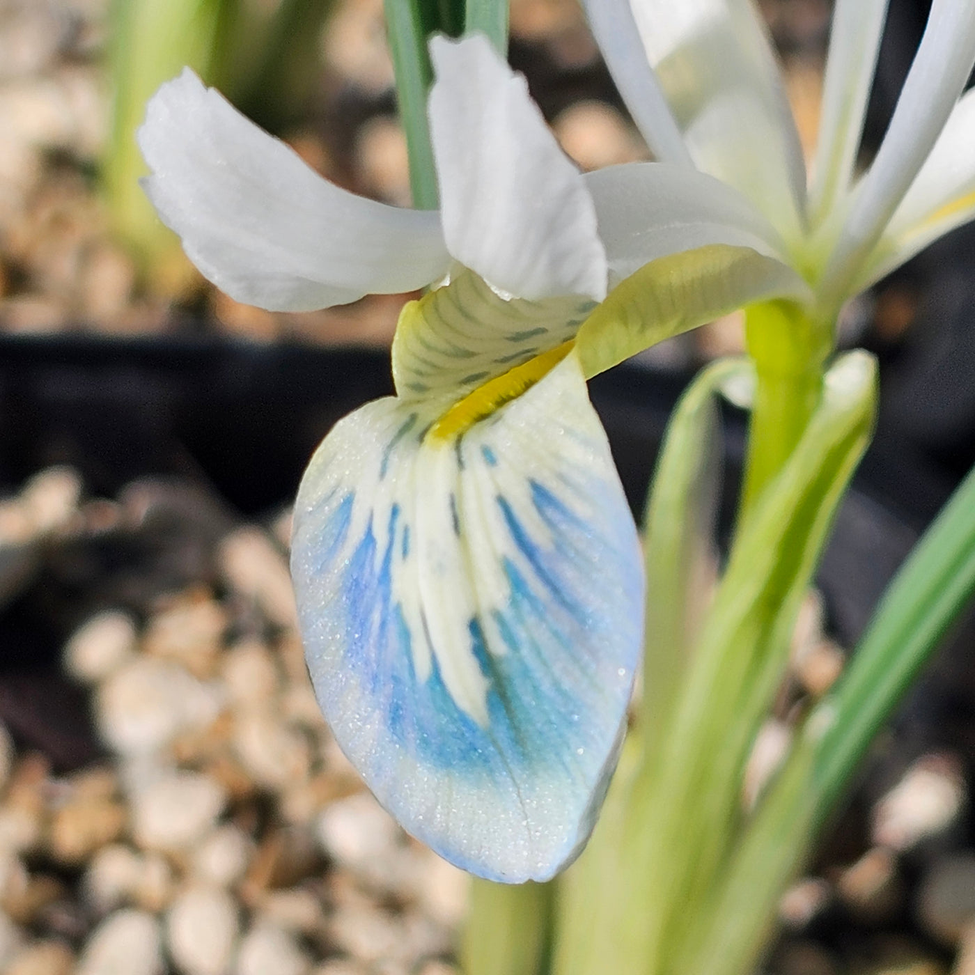Miniature Iris reticulata | Frozen Planet