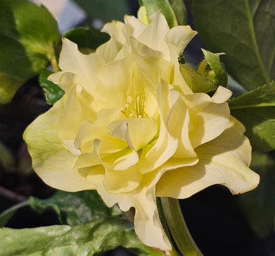 Helleborus x hybridus | Double Hybrid | Yellow