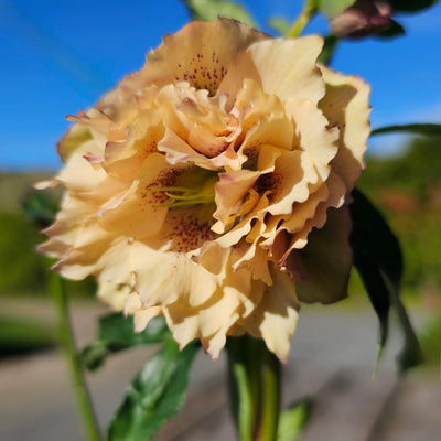 Helleborus x hybridus | Double Hybrid | Apricot