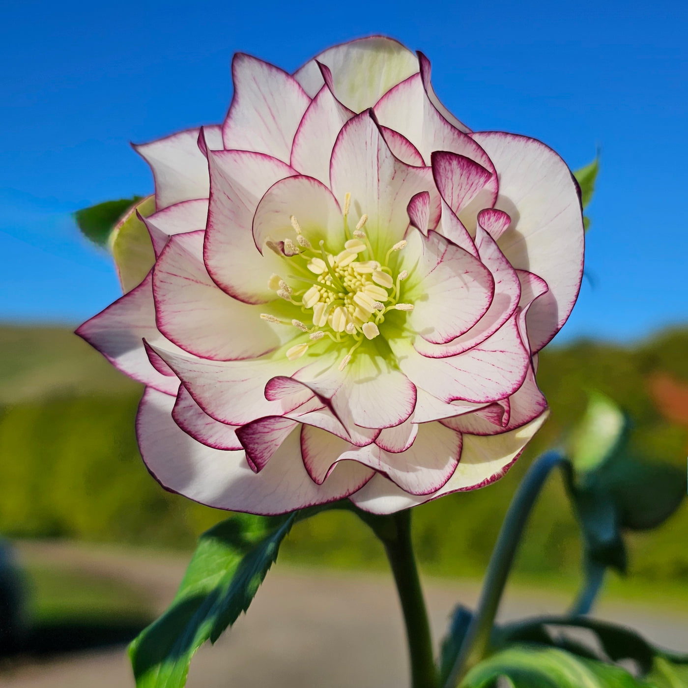 Helleborus x hybridus | Double Hybrid | White Picotee