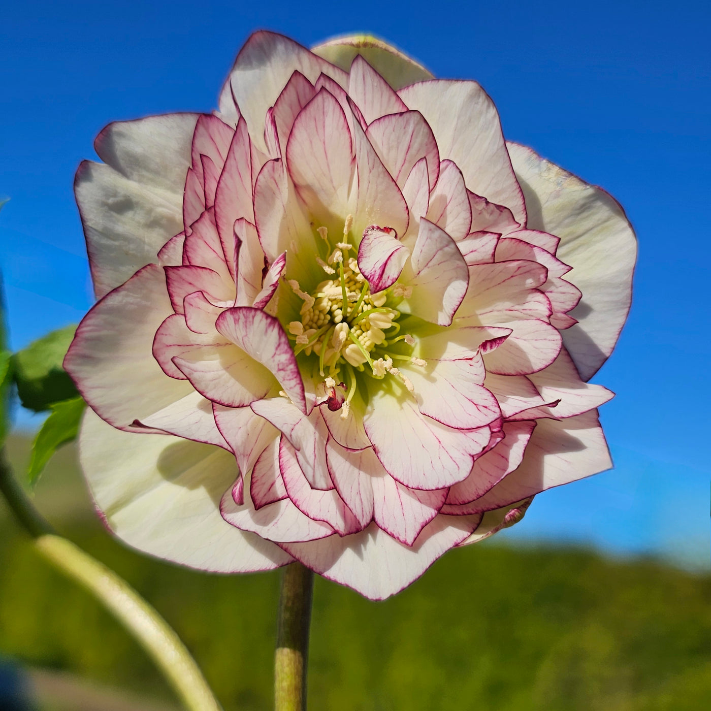 Helleborus x hybridus | Double Hybrid | White Picotee
