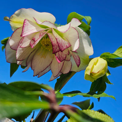 Helleborus x hybridus | Double Hybrid | White Picotee