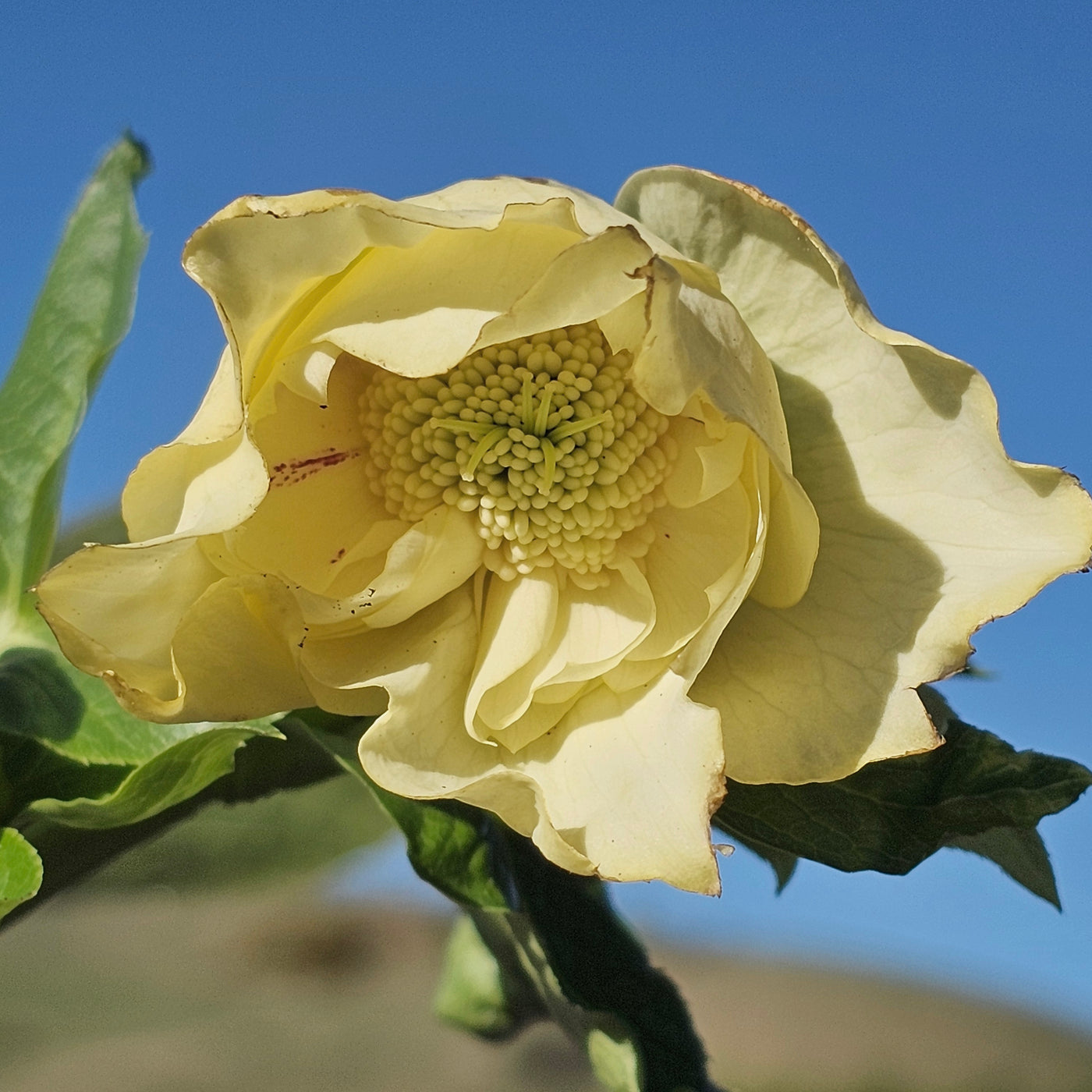 Helleborus x hybridus | Anemone Centered | Yellow