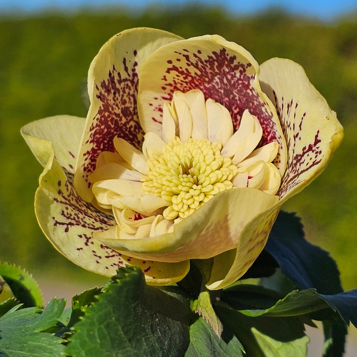 Helleborus x hybridus | Anemone Centered | Spotted Yellow