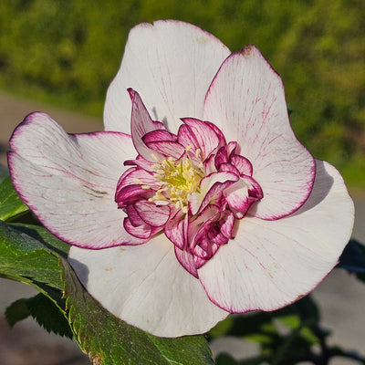 Helleborus x hybridus | Anemone Centered | White Picotee