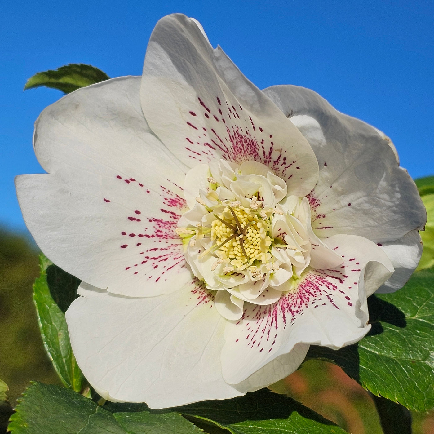 Helleborus x hybridus | Anemone Centered | Spotted White