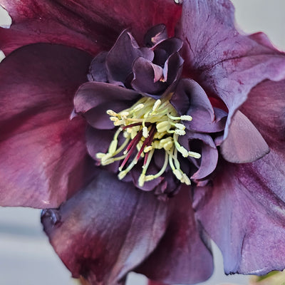 Helleborus x hybridus | Anemone Centered | Dark