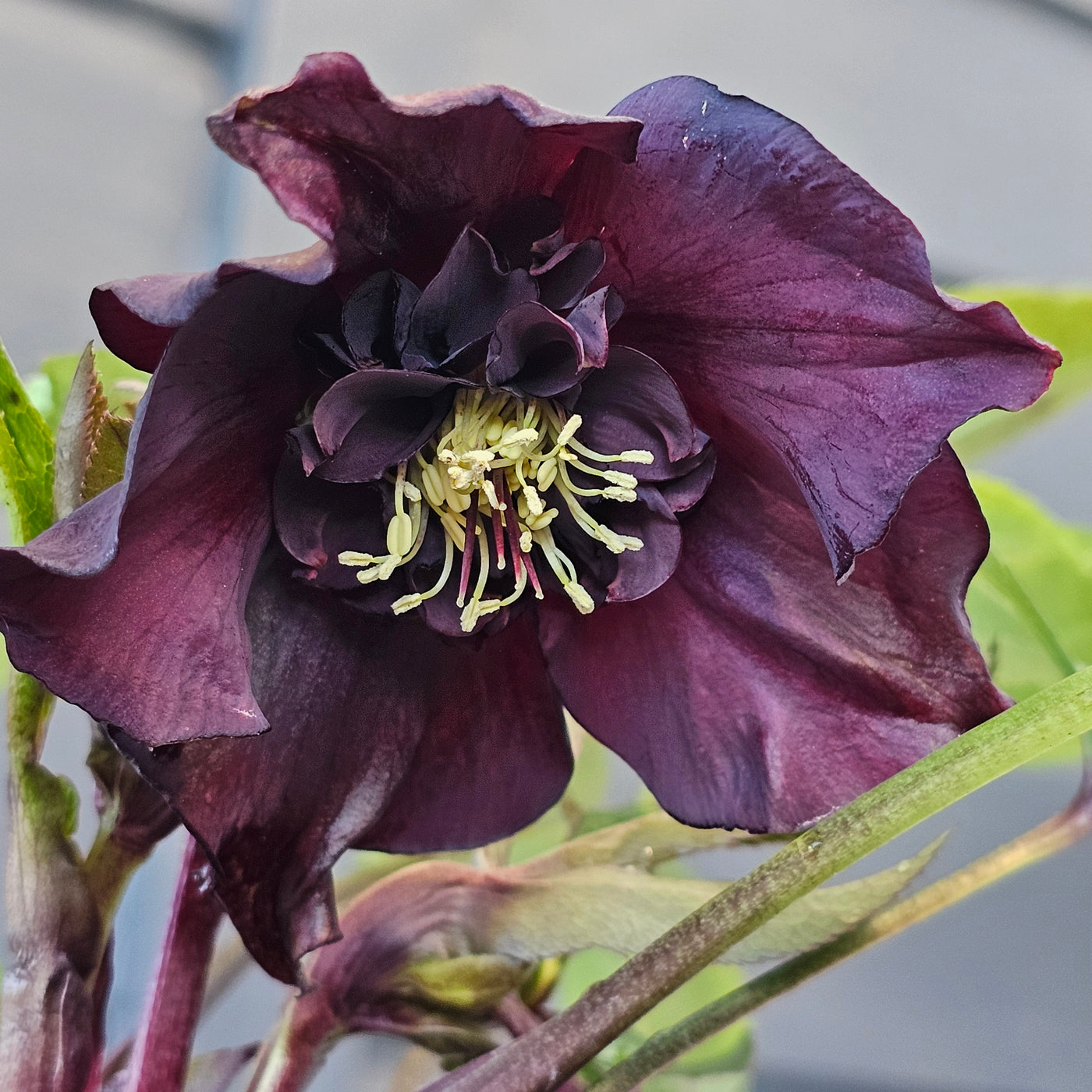 Helleborus x hybridus | Anemone Centered | Dark