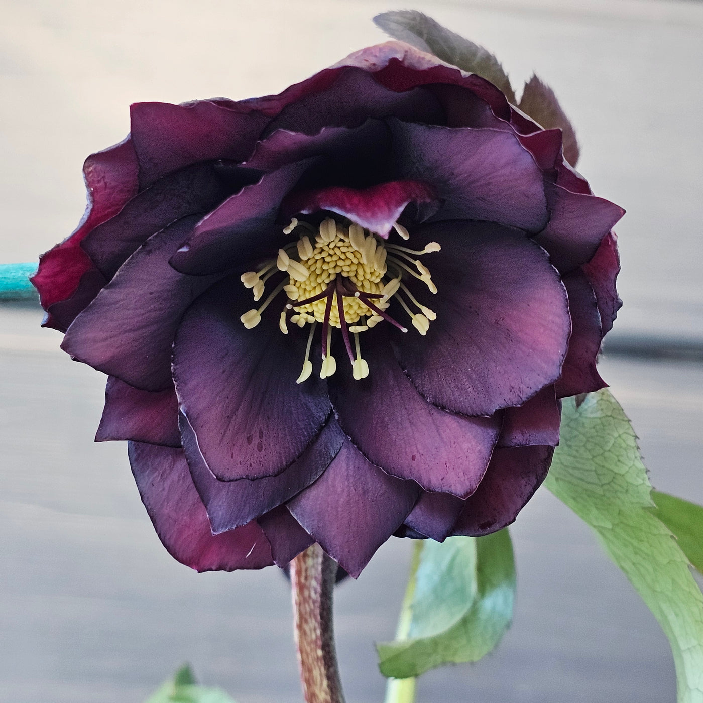 Helleborus x hybridus | Double Hybrid | Dark