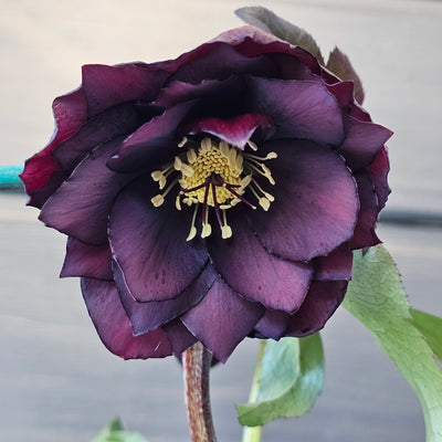 Helleborus x hybridus | Double Hybrid | Dark