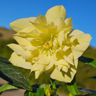 Helleborus x hybridus | Double Hybrid | Yellow