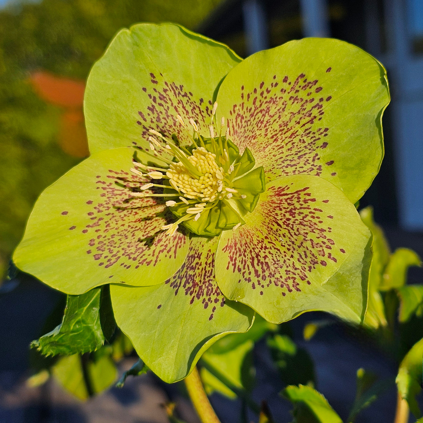 Helleborus x hybridus | Single Hybrid | Spotted Green
