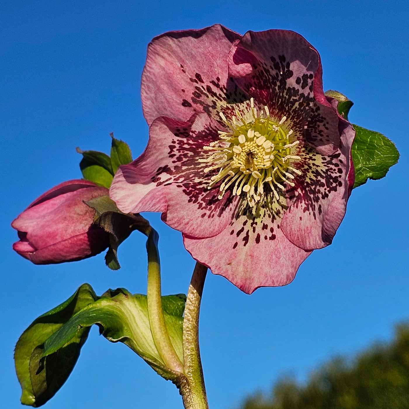Helleborus x hybridus | Single Hybrid | Pink