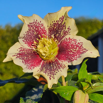 Helleborus x hybridus | Single Hybrid | Spotted Yellow