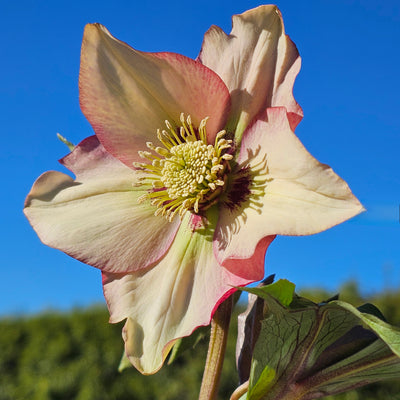 Helleborus x hybridus | Single Hybrid | Apricot
