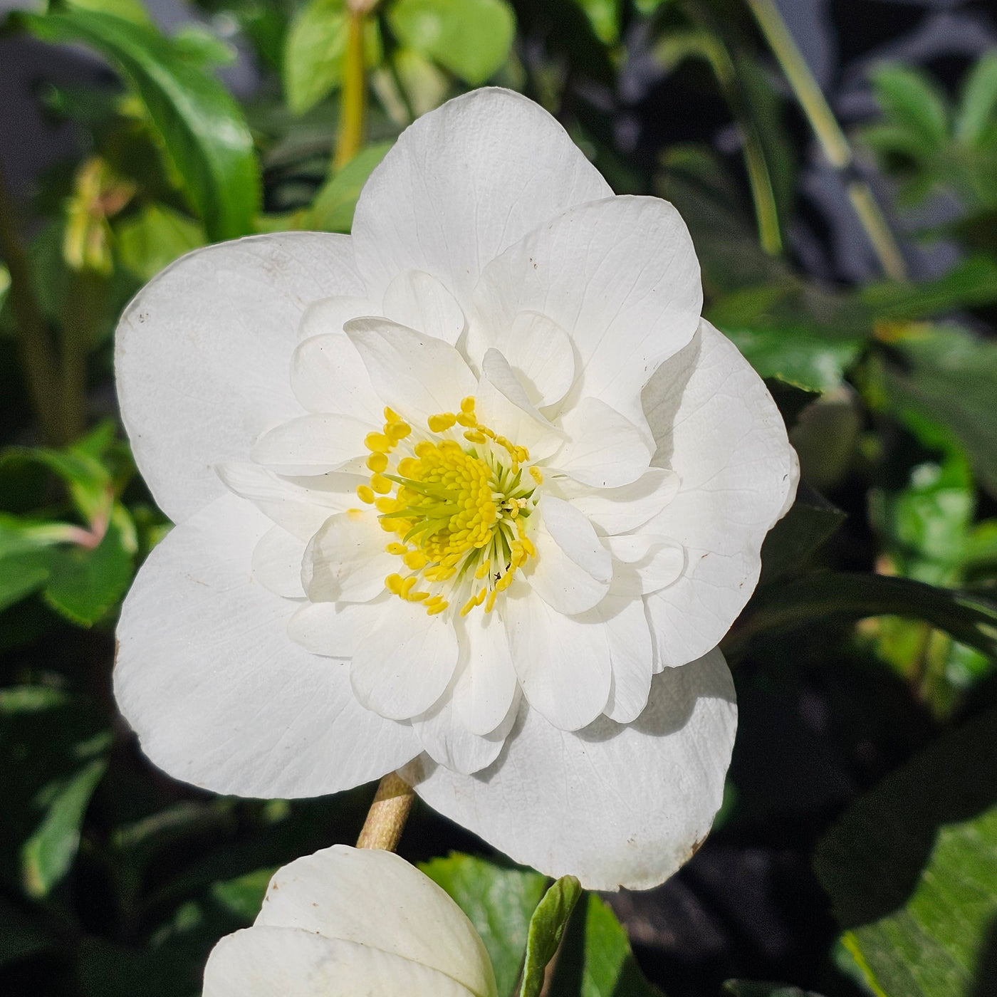 Helleborus niger | Semi-Double White