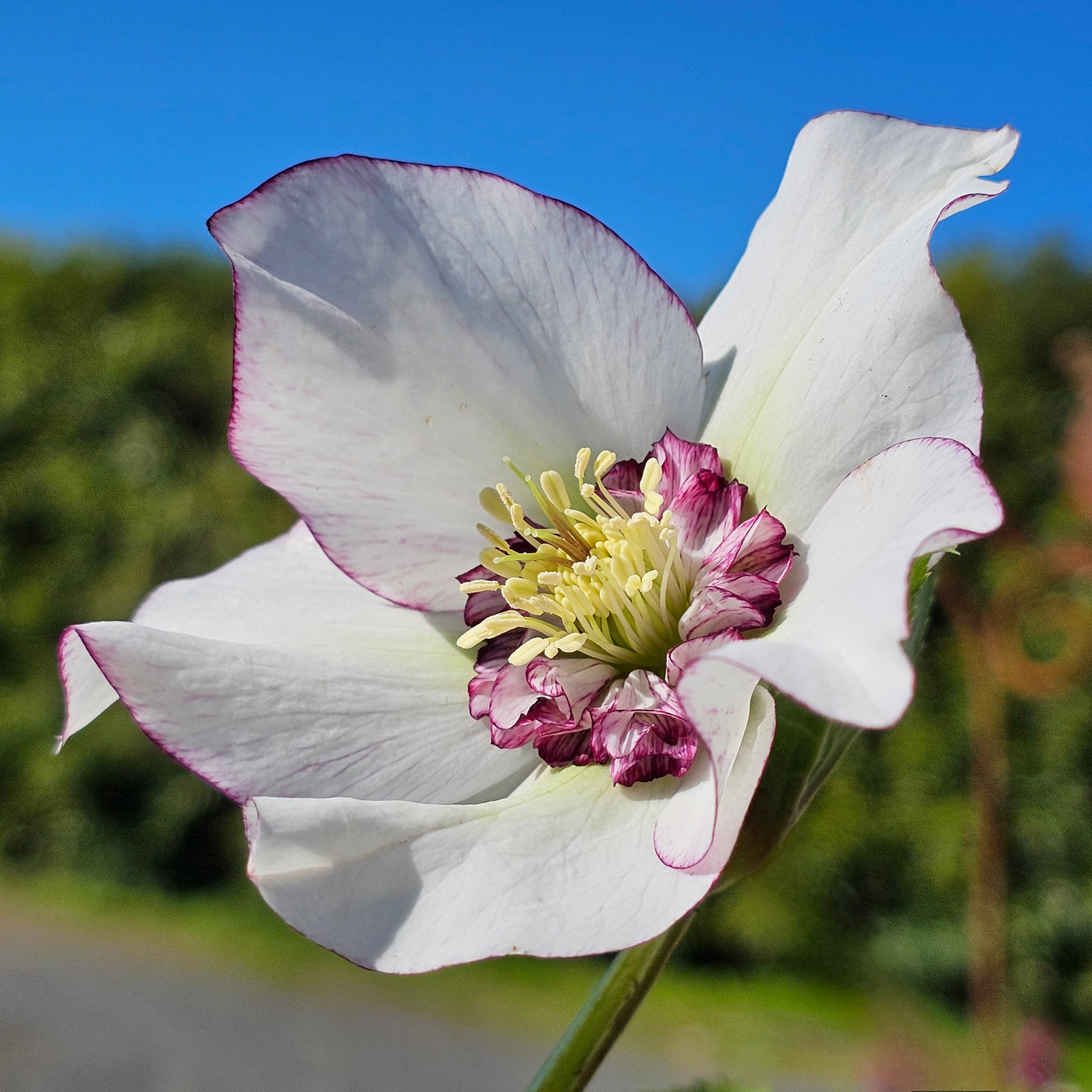 Helleborus x hybridus | Anemone Centered | White Picotee