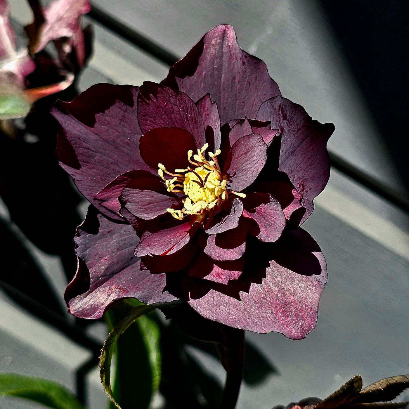 Helleborus x hybridus | Anemone Centered | Dark