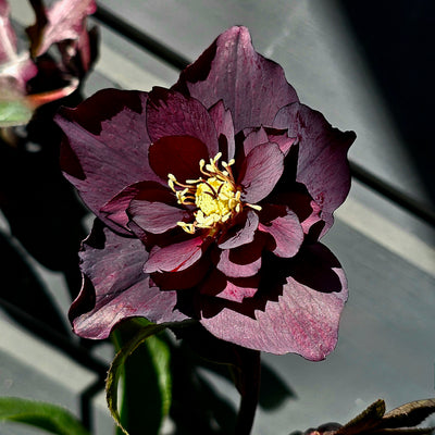 Helleborus x hybridus | Anemone Centered | Dark