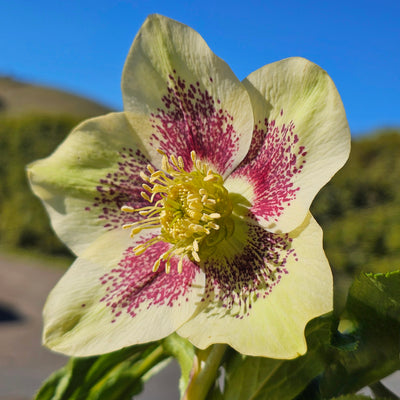Helleborus x hybridus | Single Hybrid | Spotted Yellow