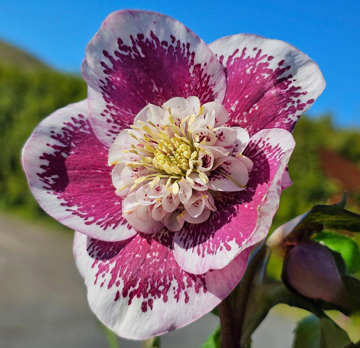 Helleborus x hybridus | Anemone Centered | Pink Shades