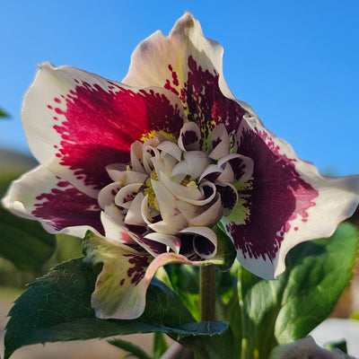 Helleborus x hybridus | Anemone Centered | Spotted White