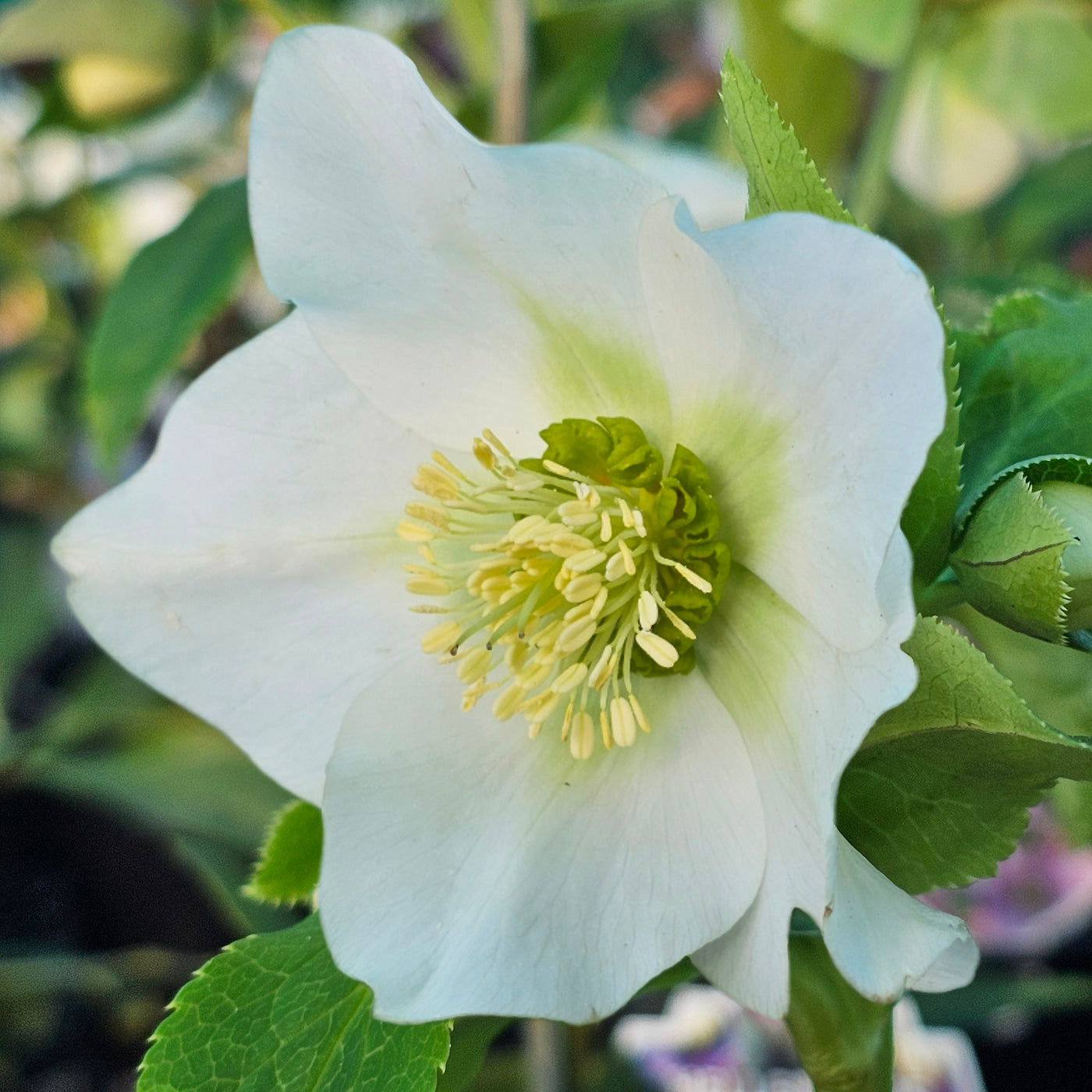 Helleborus x hybridus | Single Hybrid | White