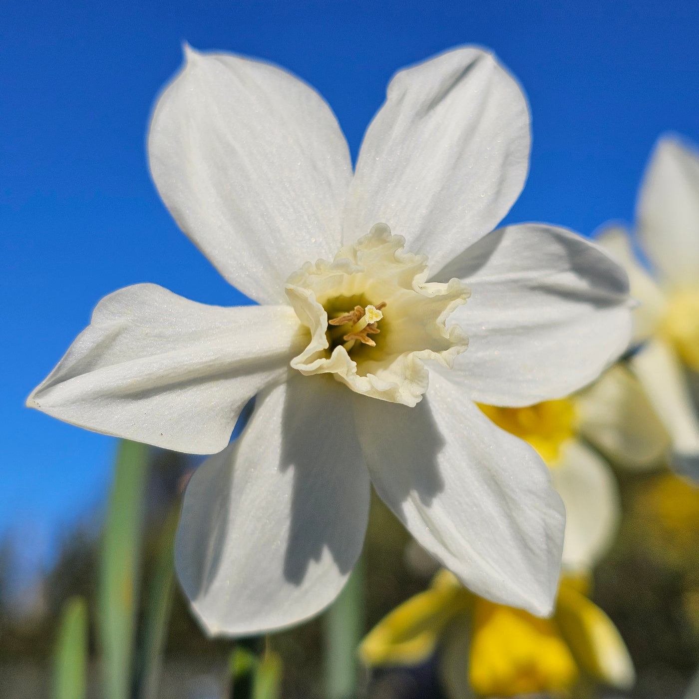 Miniature Daffodil | White Tete