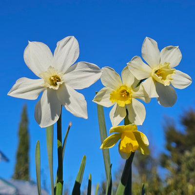 Miniature Daffodil | White Tete