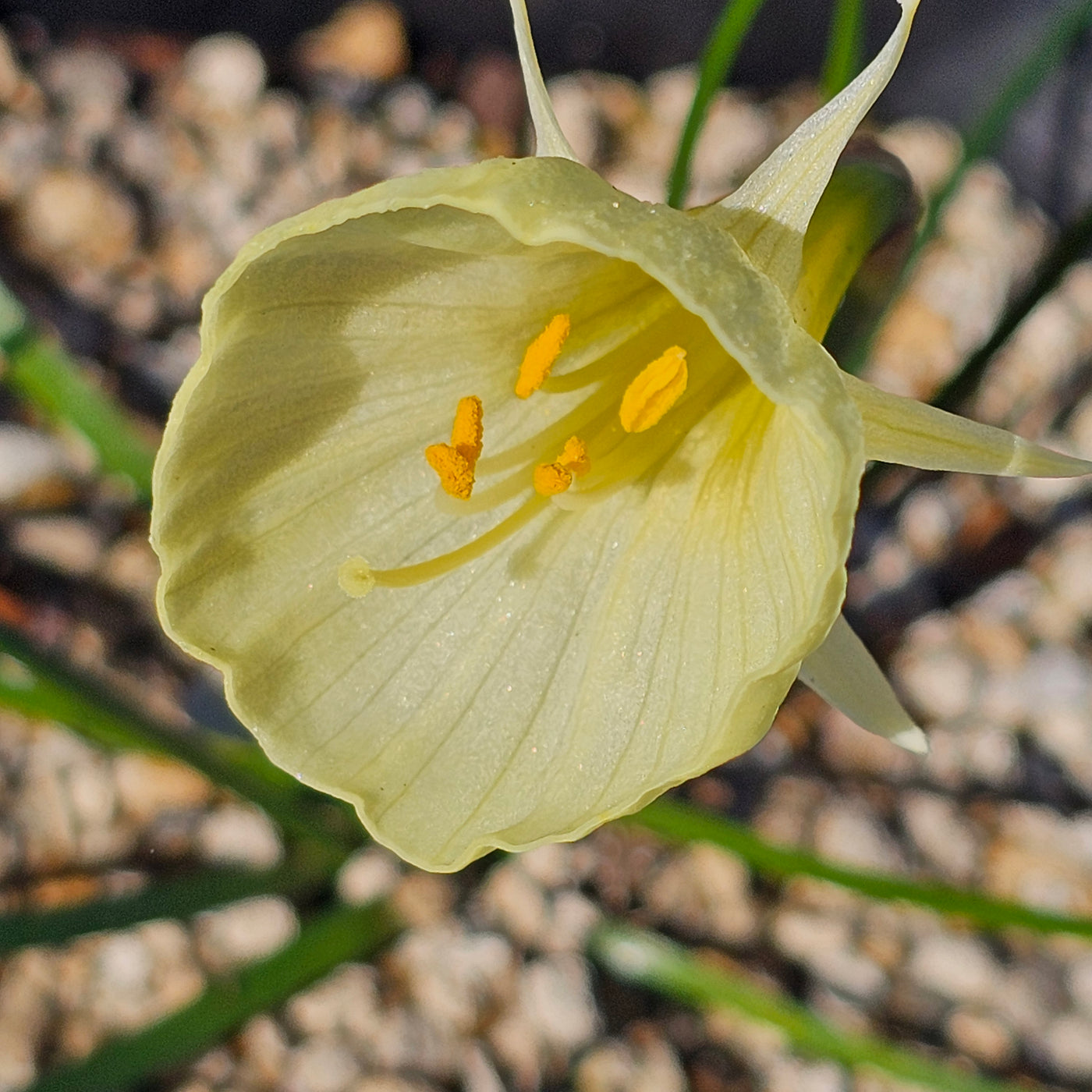 Narcissus bulbocodium | Spoirot