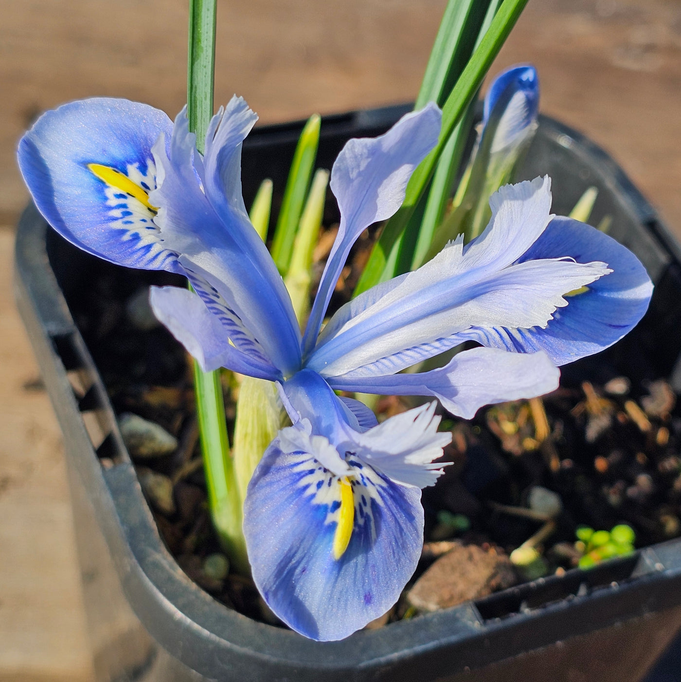 Miniature Iris reticulata | Alida