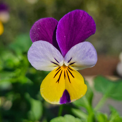 Viola | Miss Helen Mount | Heartsease