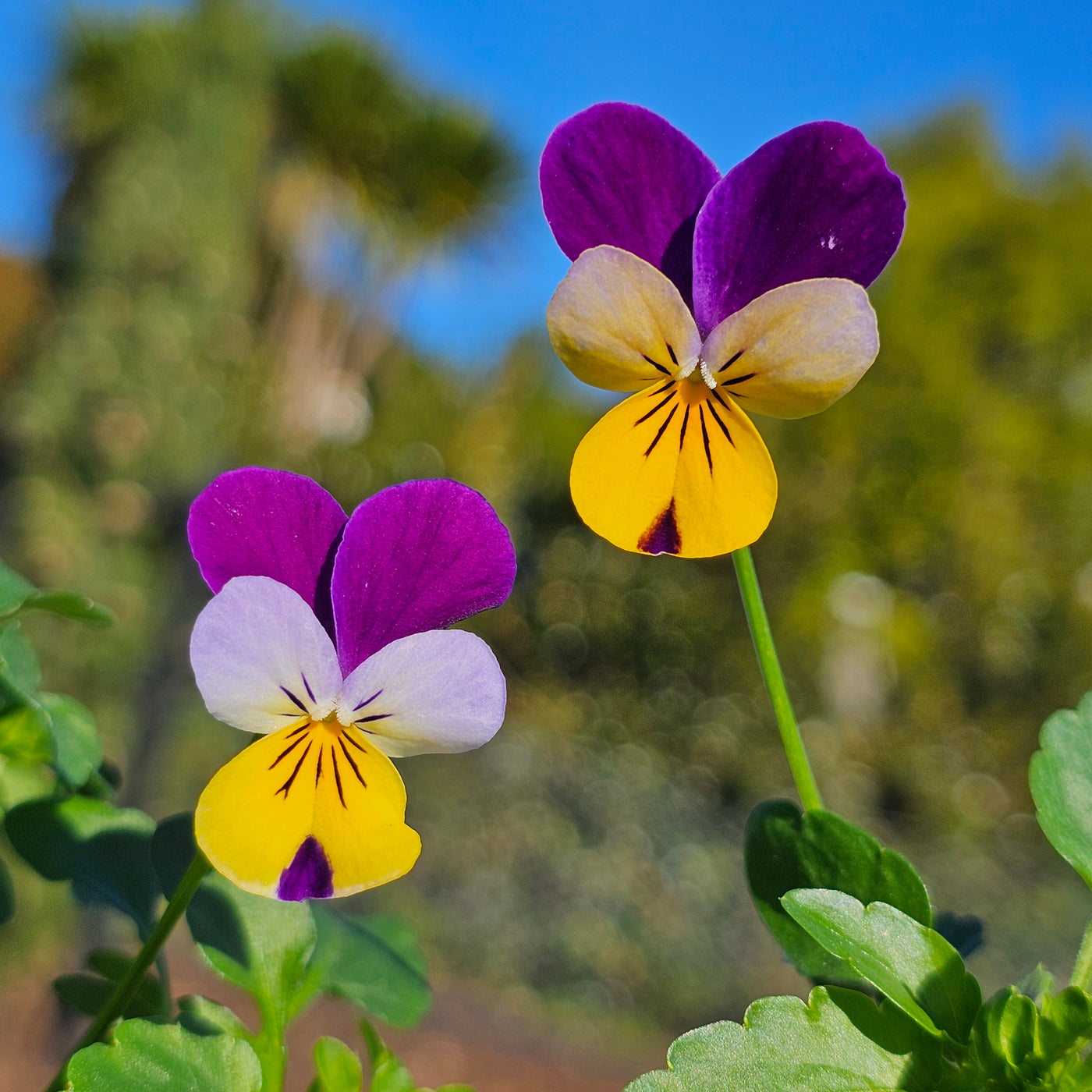 Viola | Miss Helen Mount | Heartsease