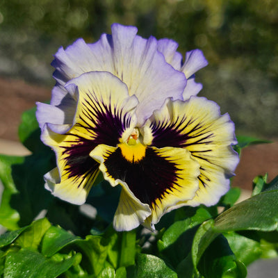 Pansy | Whiskers Mix