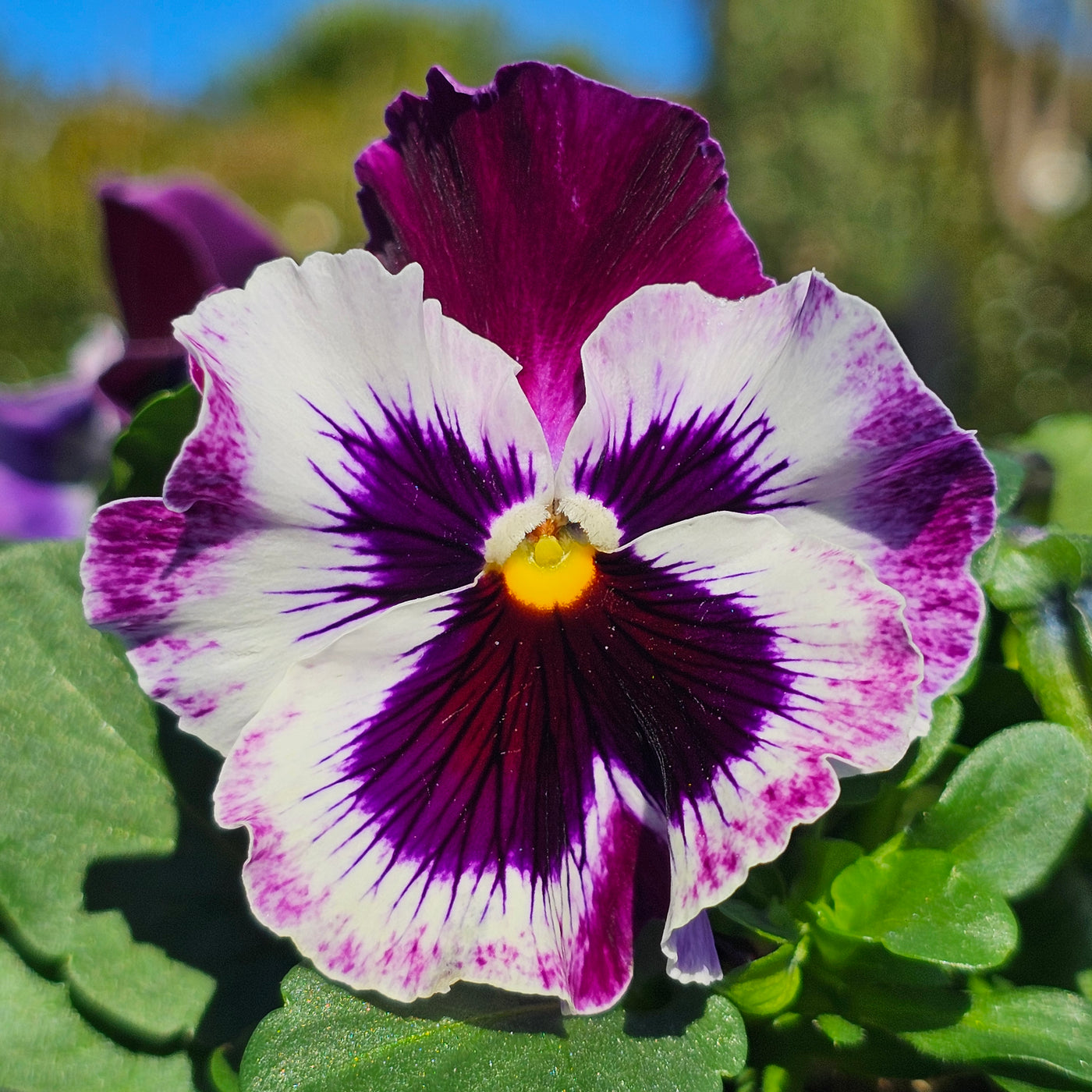 Pansy | Whiskers Mix