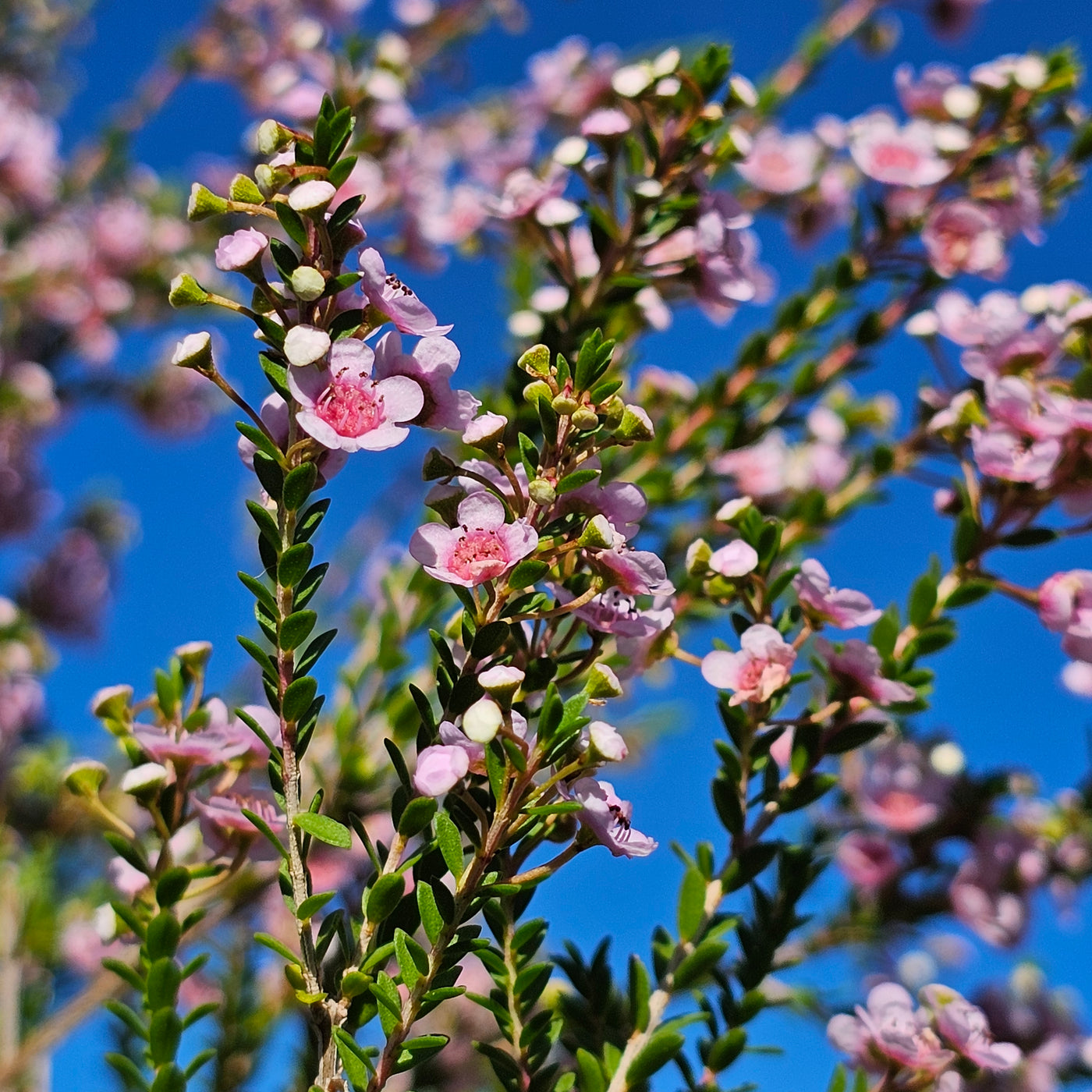 Thryptomene saxicola | Rosea