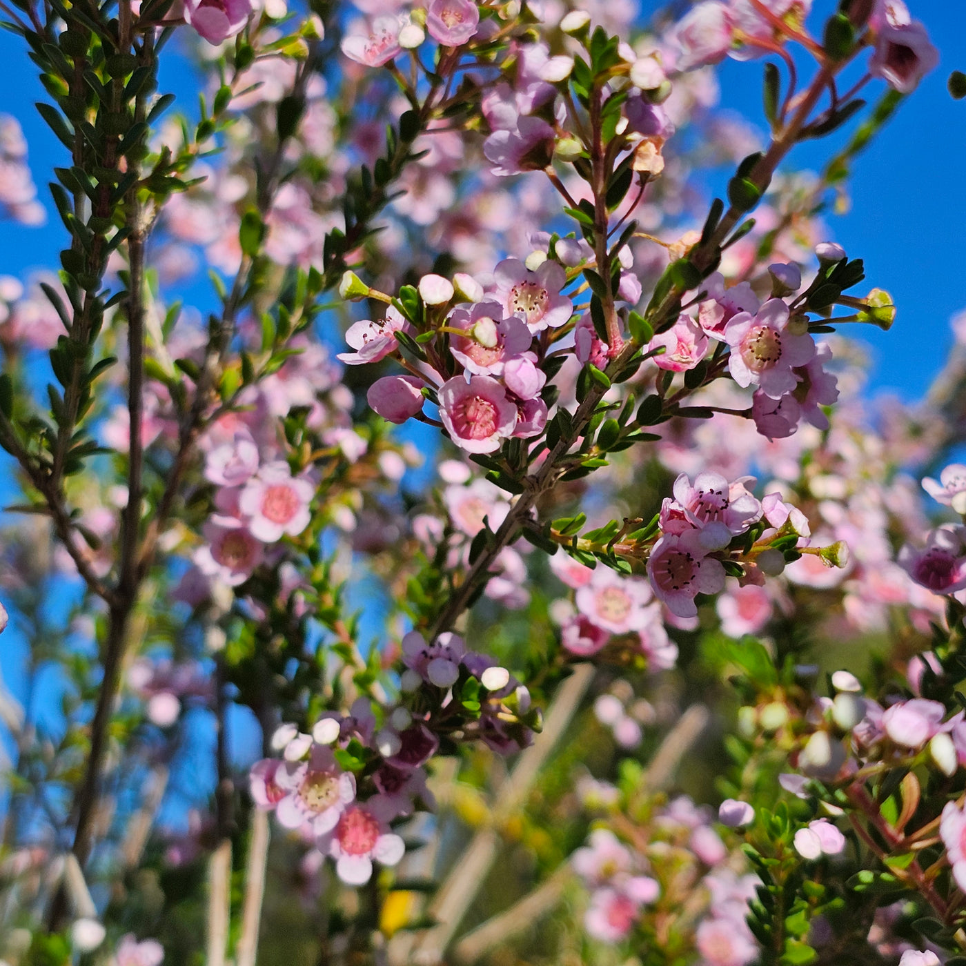 Thryptomene saxicola | Rosea