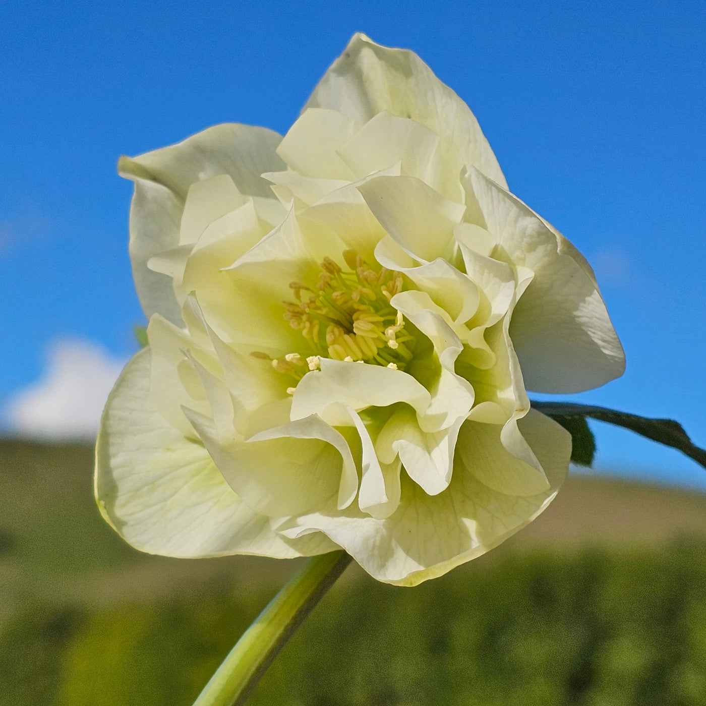 Helleborus x hybridus | Double Hybrid | White