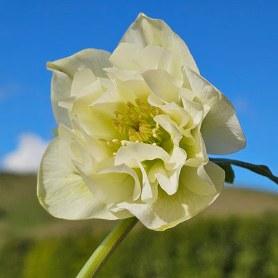 Helleborus x hybridus | Double Hybrid | White