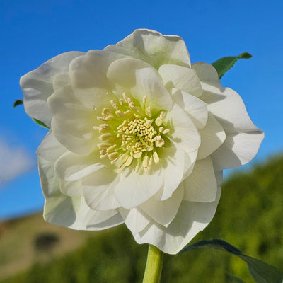 Helleborus x hybridus | Double Hybrid | White