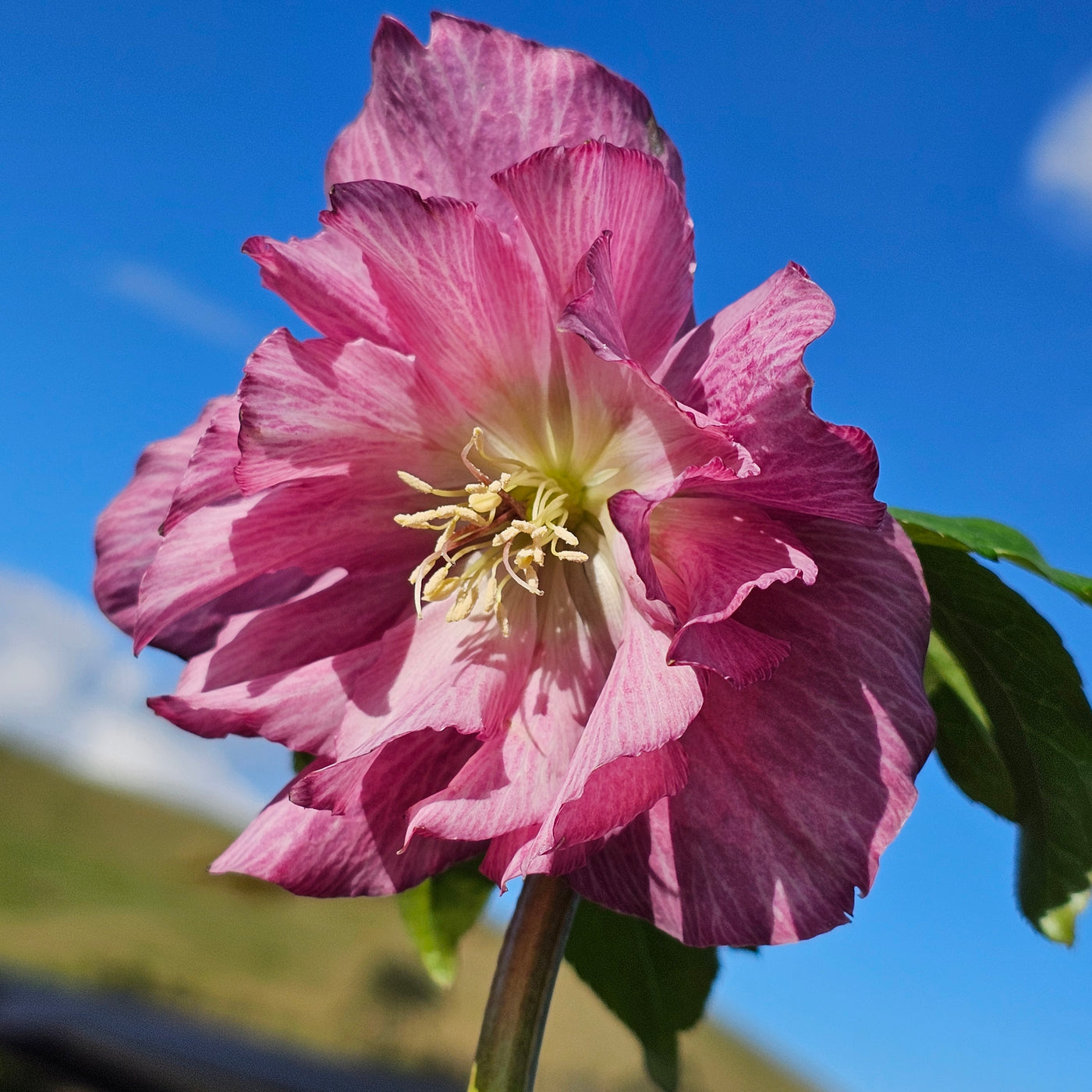 Helleborus x hybridus | Double Hybrid | Pink Shades