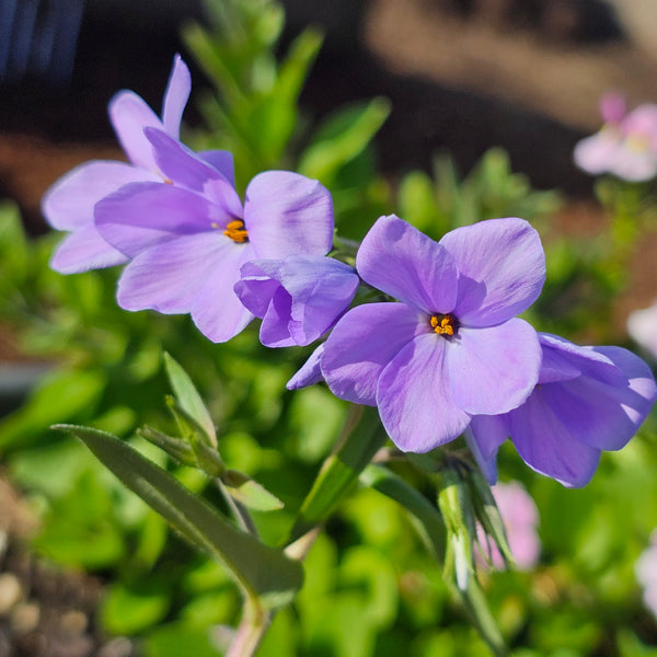 Phlox stolonifera | Blue Woodland Phlox – Addenbrooke