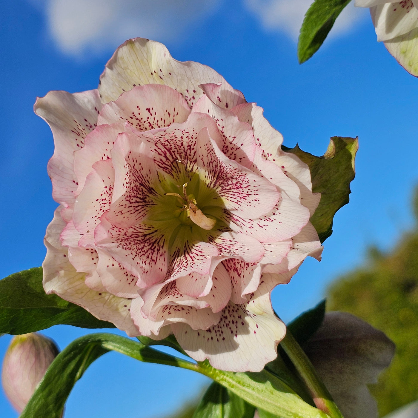 Helleborus x hybridus | Double Hybrid | Pink Shades