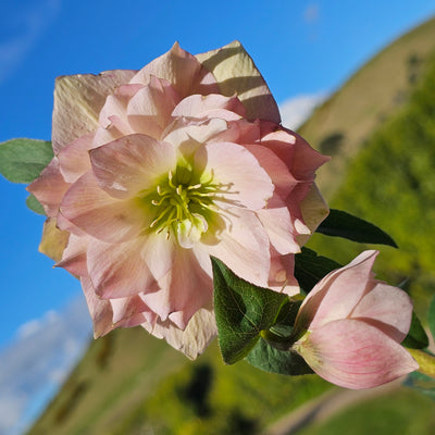 Helleborus x hybridus | Double Hybrid | Pink Shades