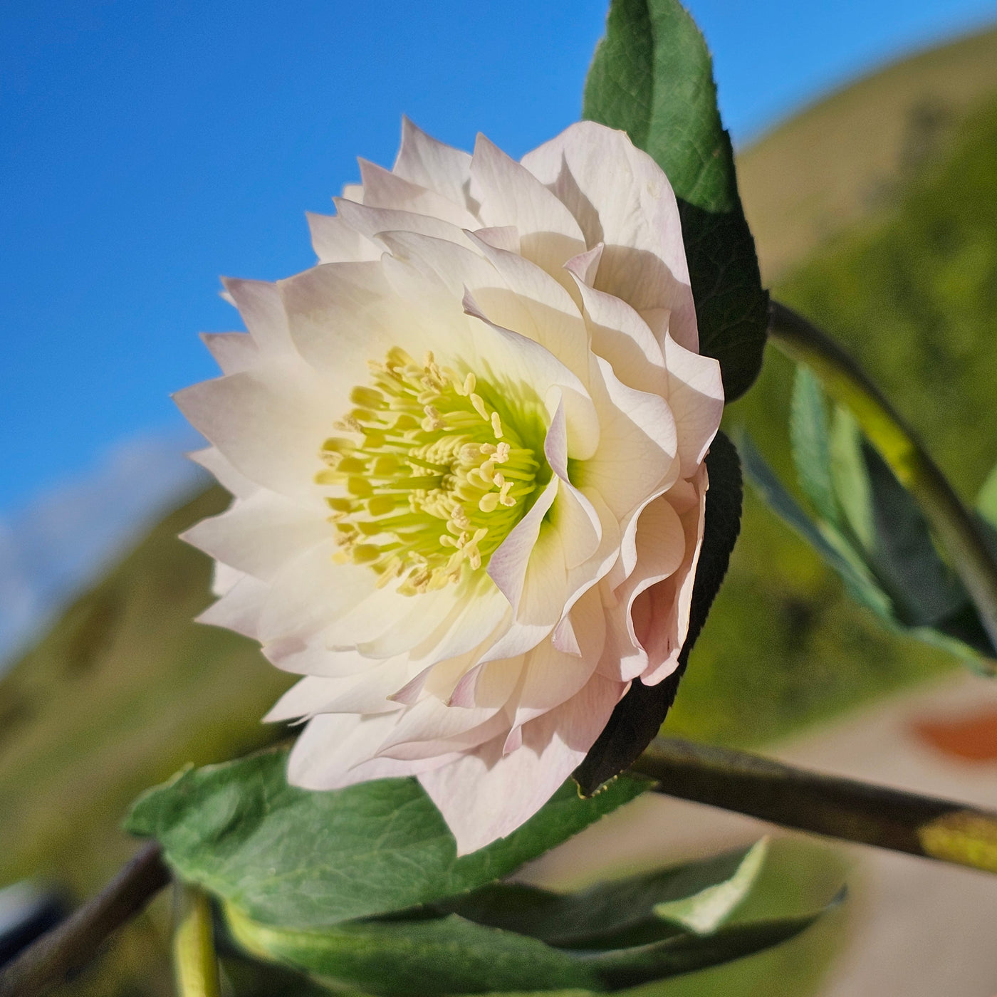 Helleborus x hybridus | Double Hybrid | Pink Shades