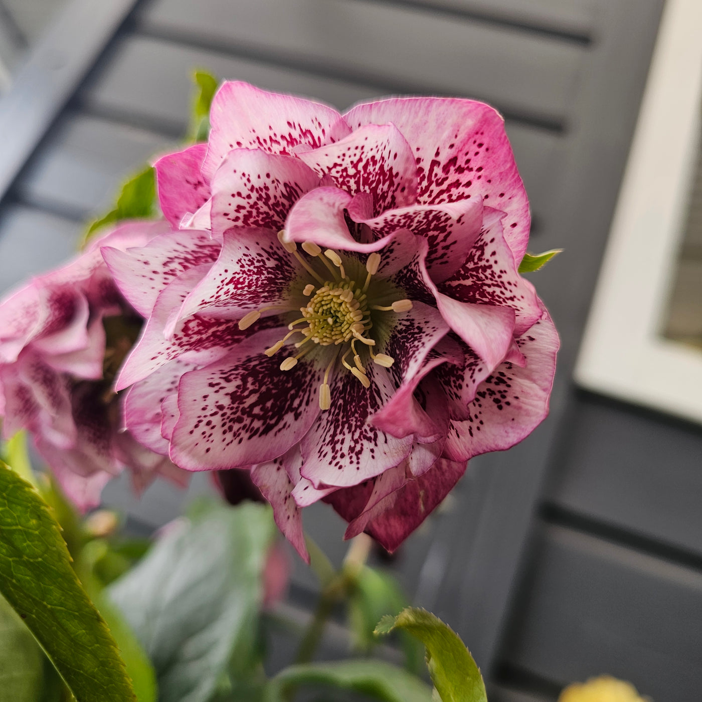 Helleborus x hybridus | Double Hybrid | Pink Shades