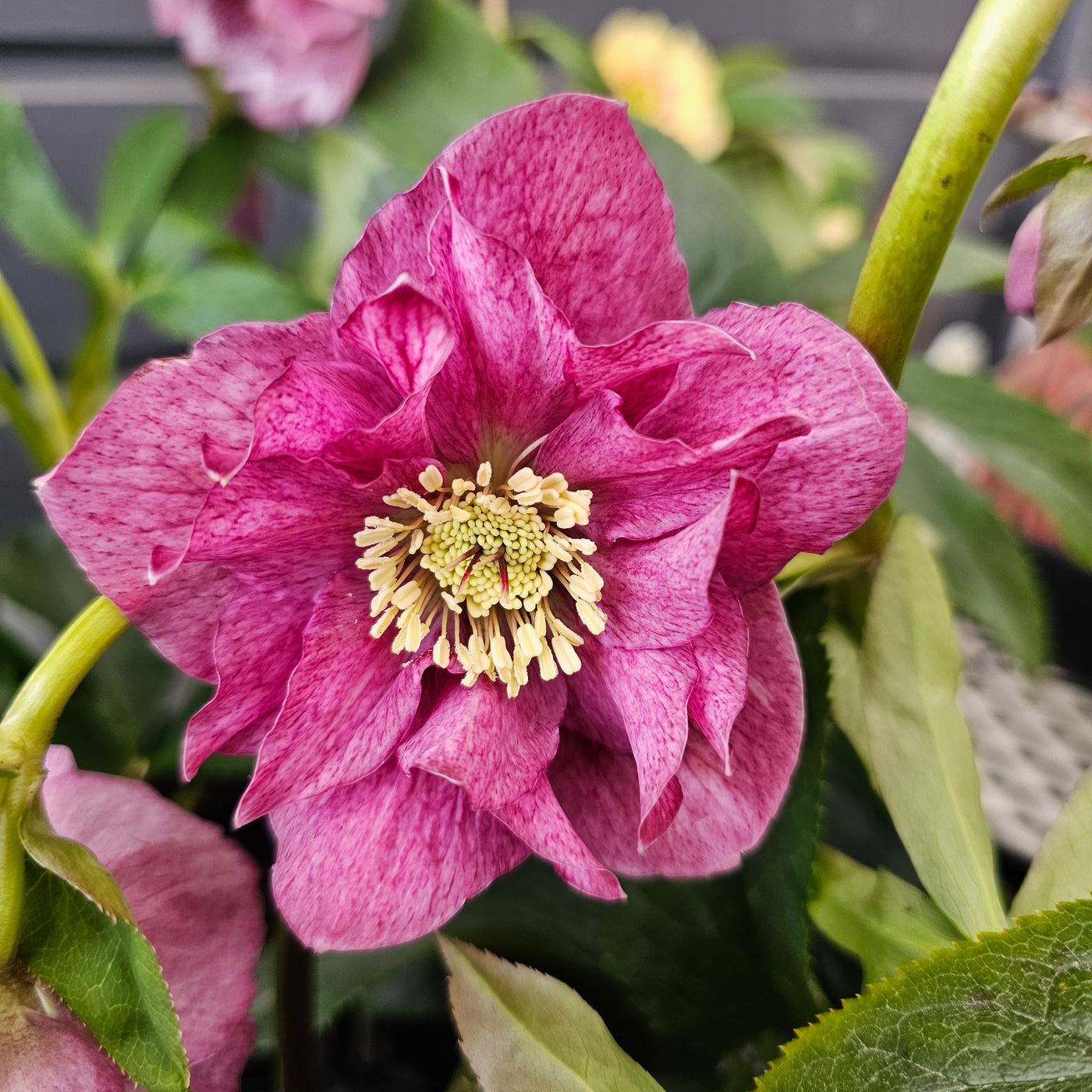 Helleborus x hybridus | Double Hybrid | Pink Shades
