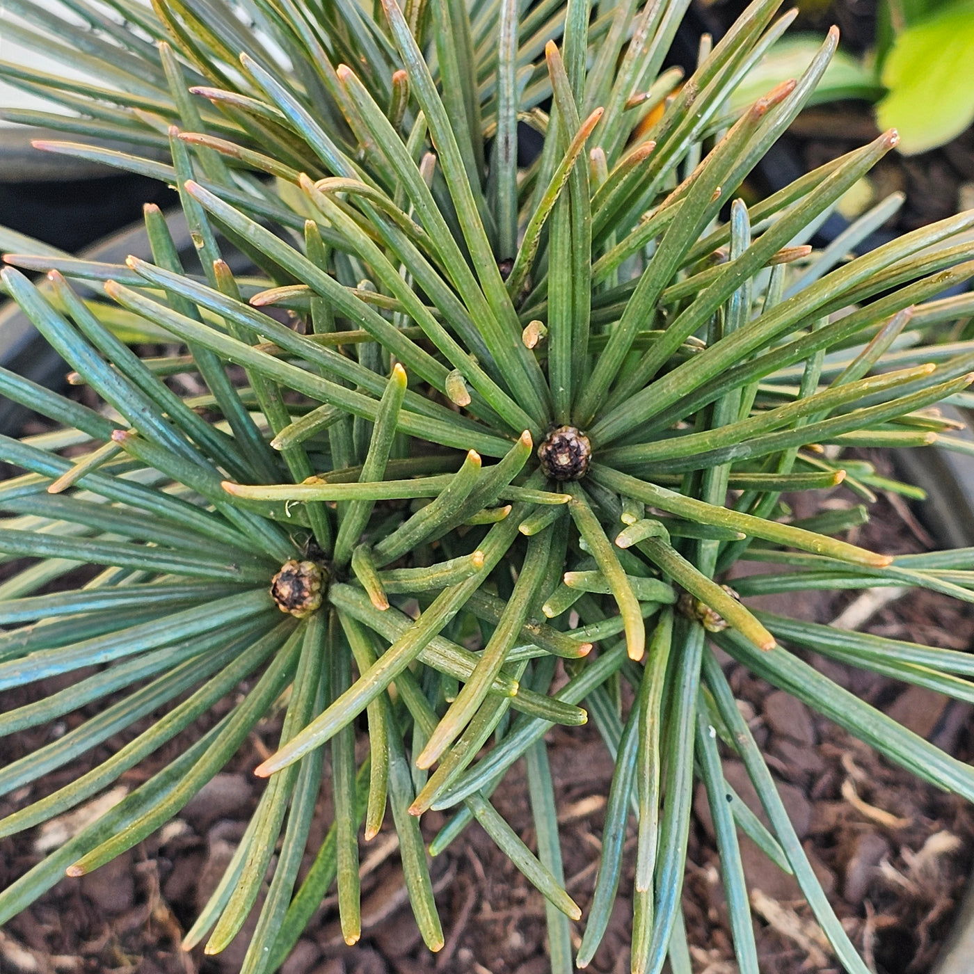 Sciadopitys verticillata