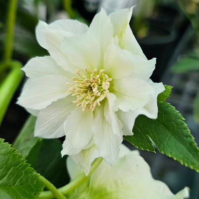 Helleborus x hybridus | Betty Ranicar